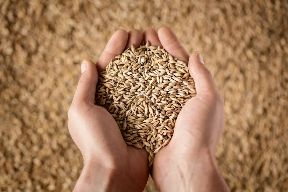 Grain Buyers Look for Alternative Grain Supplies