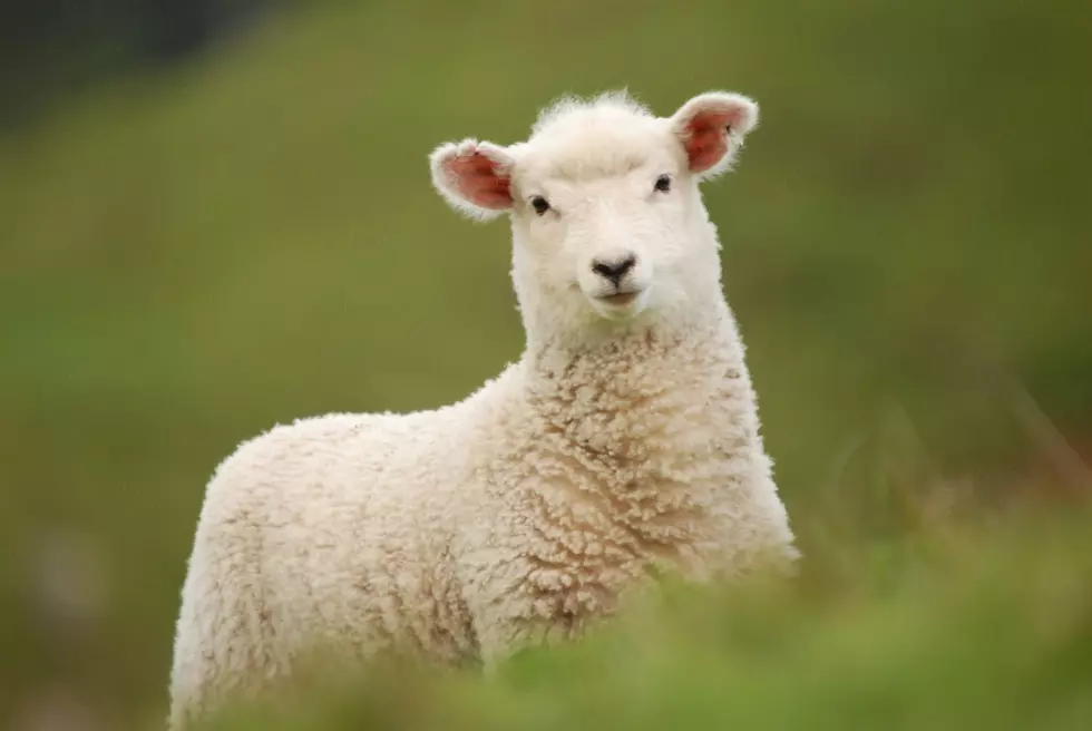 Sheep Industry Opens Registration to National Convention