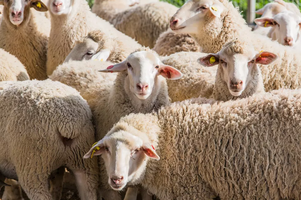American Lamb Industry Evaluating Carbon Footprint