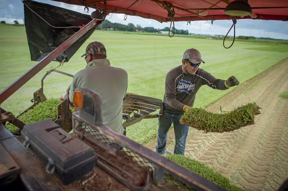 Oregon Grass Seed Acres Down 2% from 2020