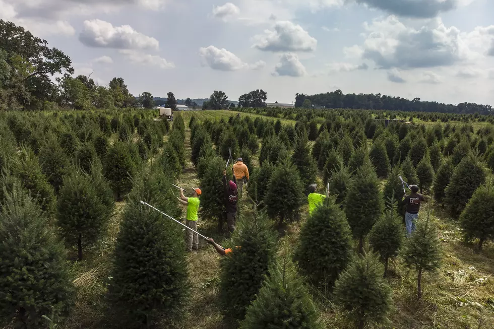 Despite Fewer Christmas Trees Cut in Oregon Last Year, Sales Increased