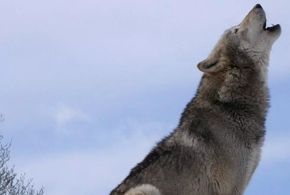 Coalition Defends Gray Wolf Delisting