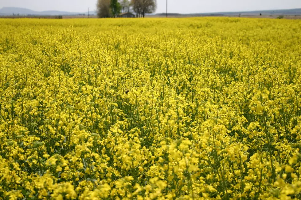 Volunteer Canola Becoming A Bigger Problem Across the Northwest