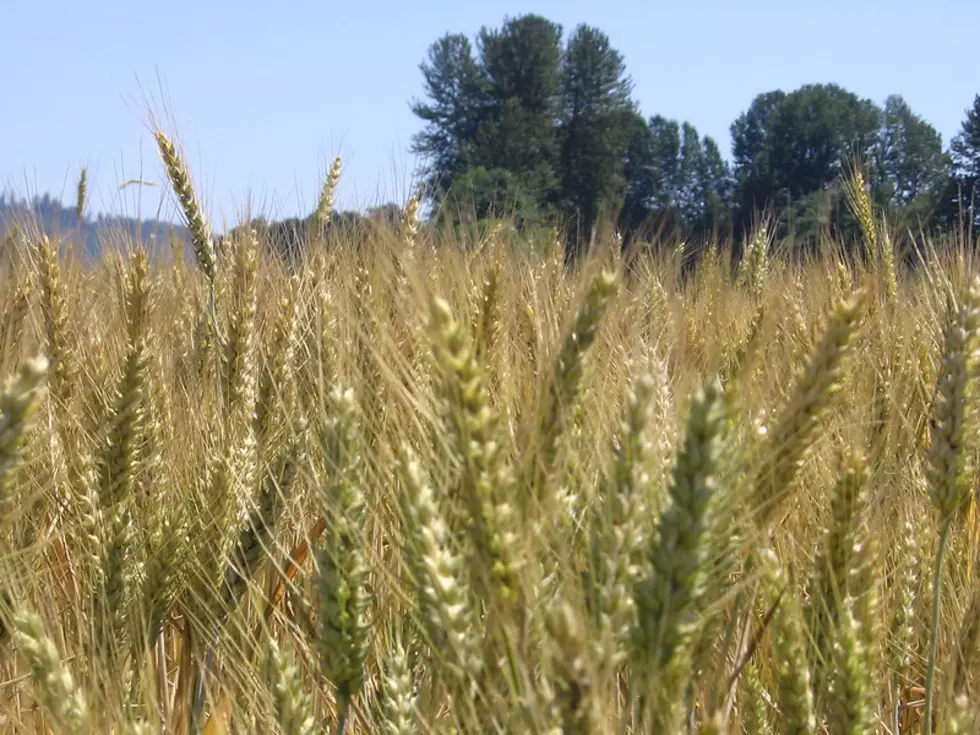 Wheat Conditions Struggling Nationwide