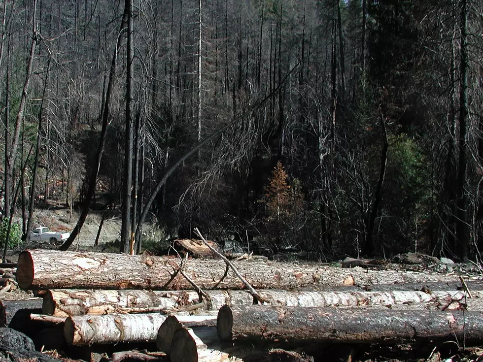 DNR: Washington Forests Continue To Face A Host Of Challenges For 2021