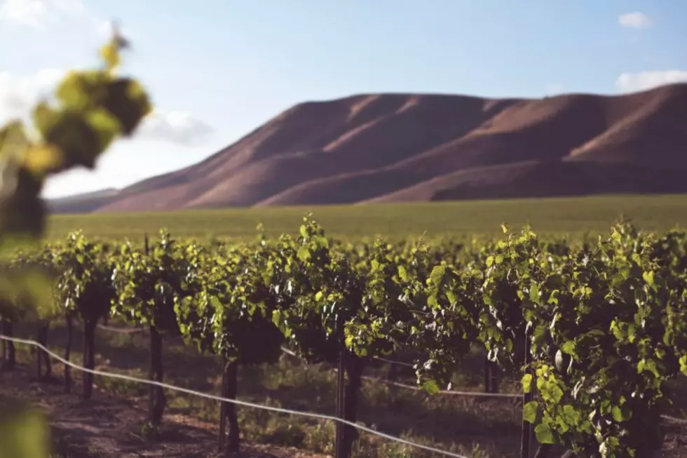 Washington Wine Reports A Large 2022 Harvest