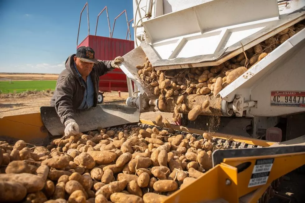 NW Potato Stocks Hit 165 Million CWT On December 1st