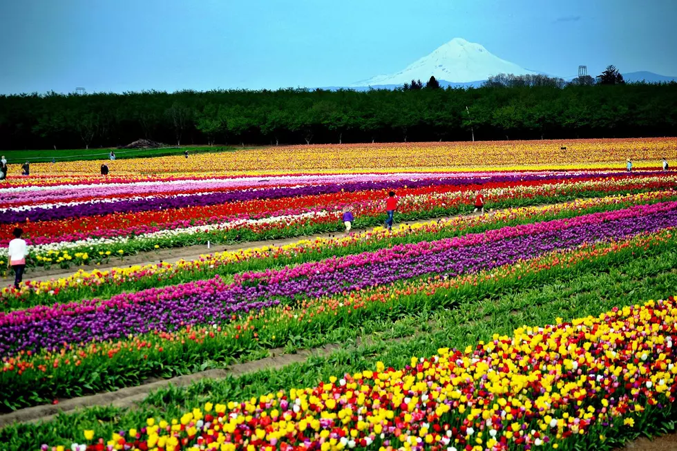 Skagit County Tulip Festival Will Open With Some Restrictions This Year
