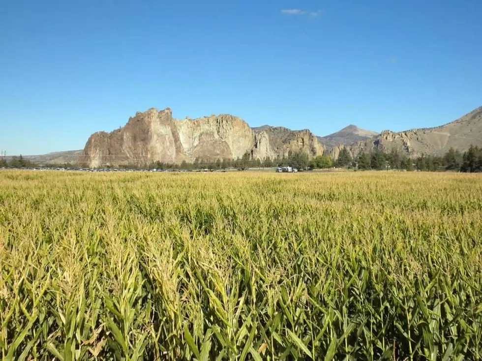 USDA Releases Prospective Planting, Grain Stocks Reports