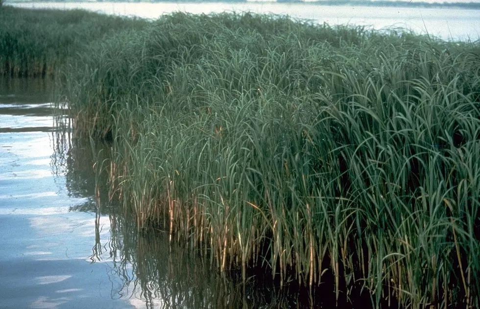 WSDA Preparing For Another Year Fighting Spartina