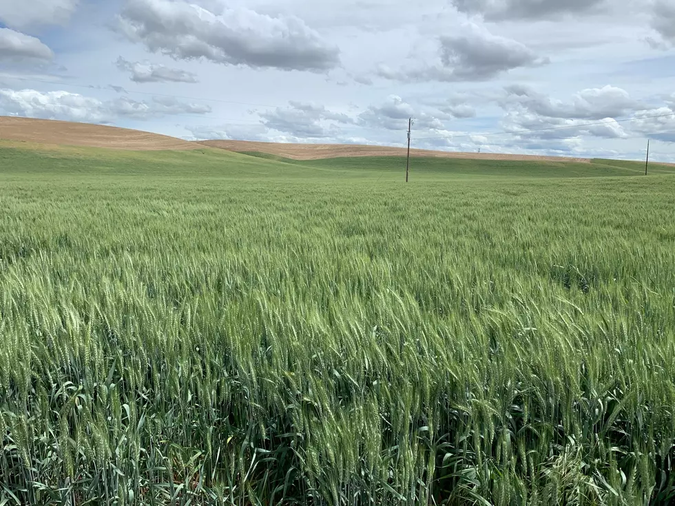 USDA: Winter Wheat Gets Much Needed Precipitation