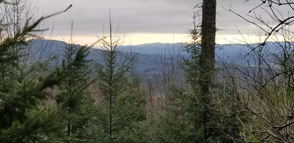 Washington DNR Purchases Nearly 300 Acres In Wahkiakum County