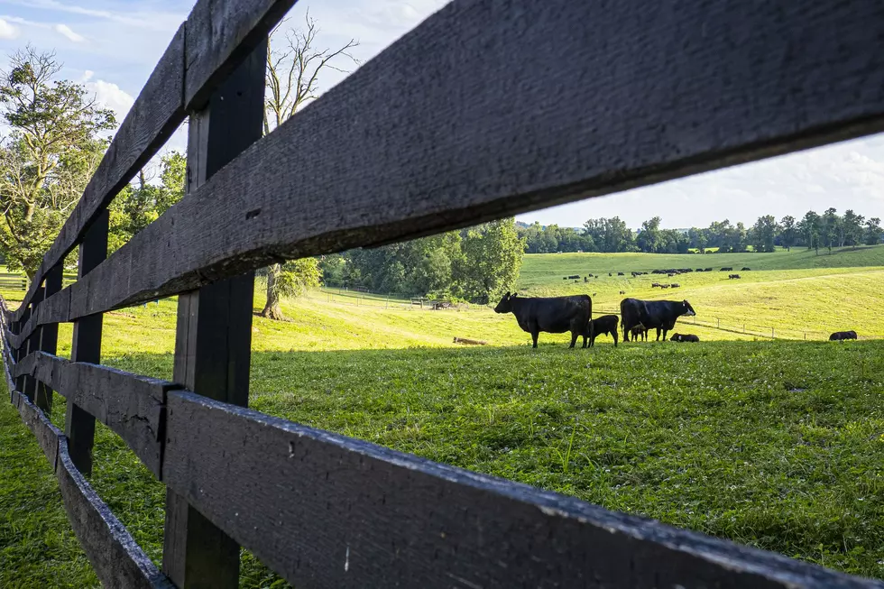 USDA Extends Beef Checkoff Petition Drive Deadline