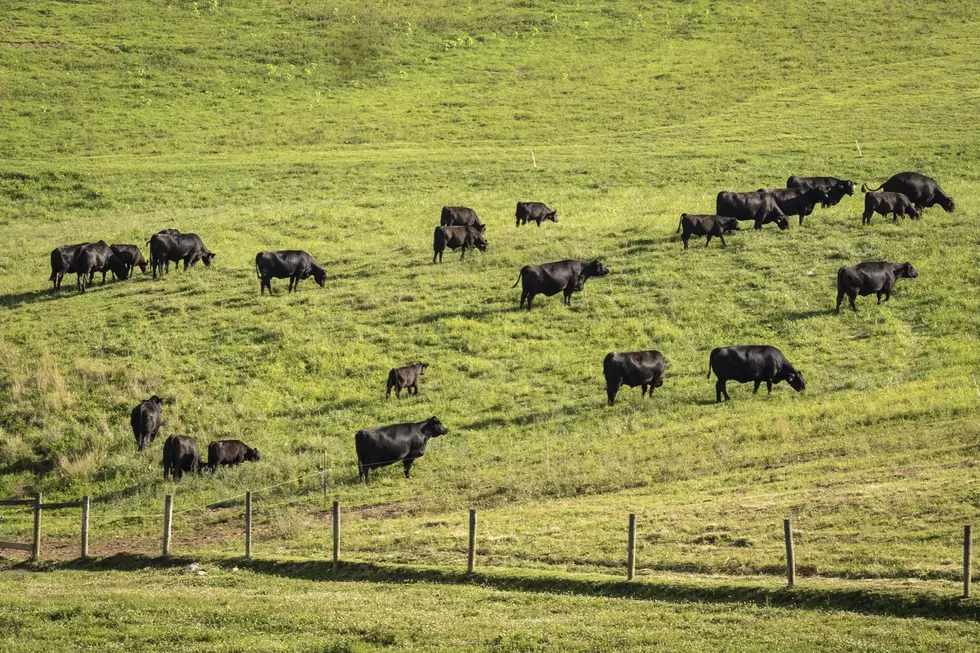 USDA: Pasture Rangeland Conditions Improving