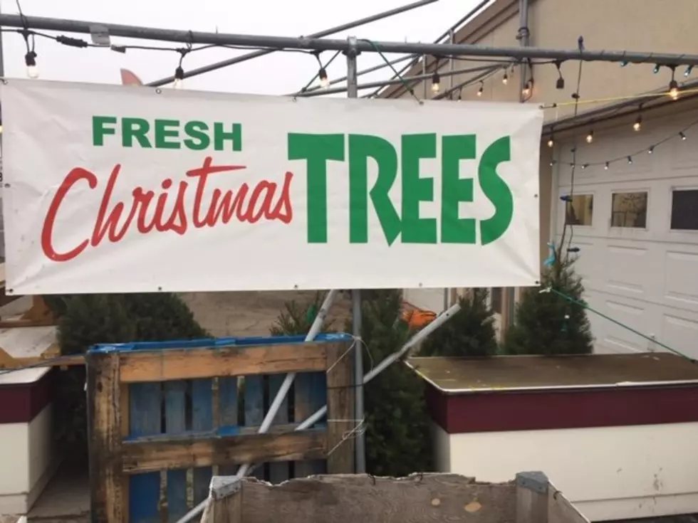 There Are Enough Christmas Trees To Meet Demand