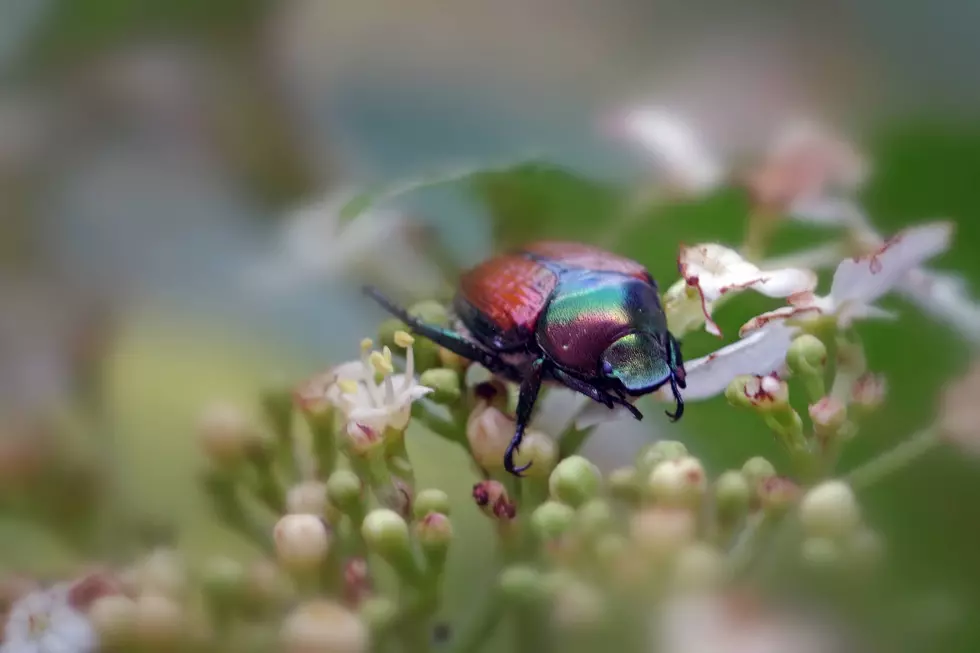 Japanese Beetle Population In South Central Washington Concerning For WSDA
