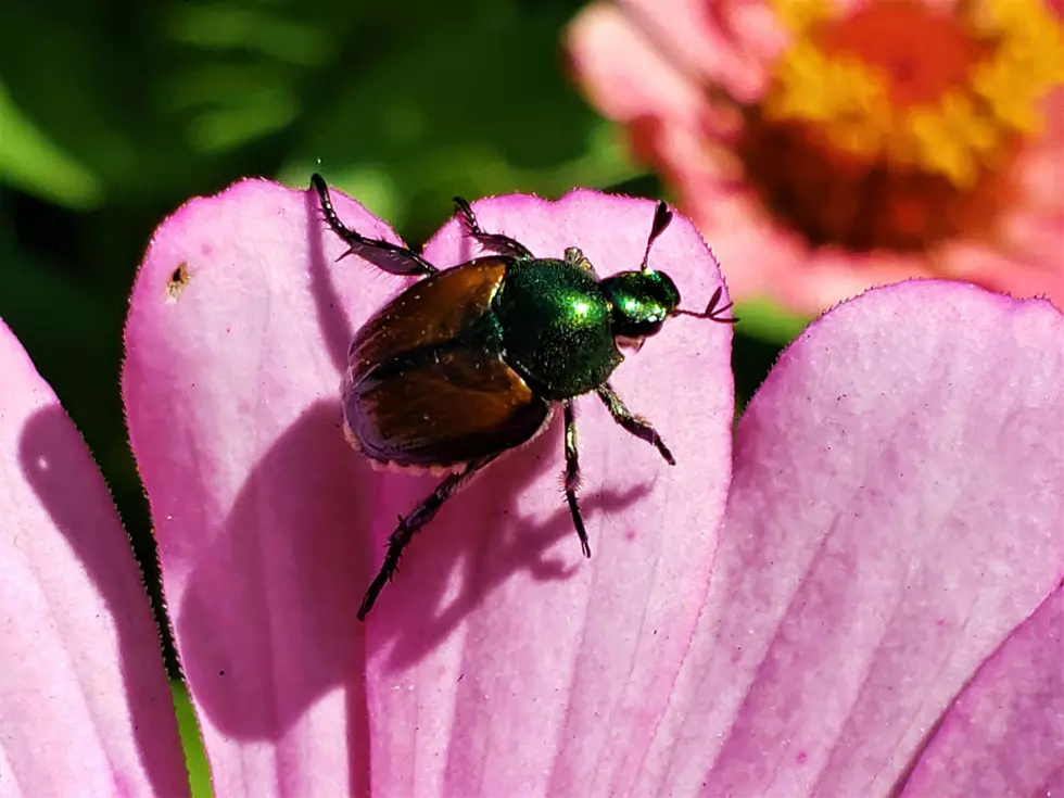 WSDA: Japanese Beetle Treatment Begins Monday