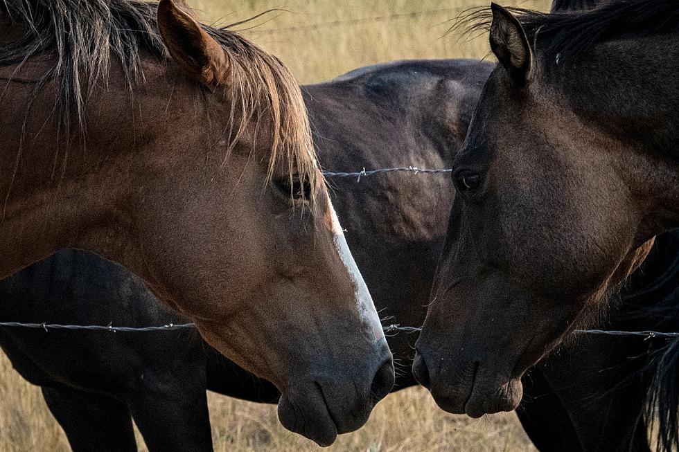 USDA Makes Horse Import Changes