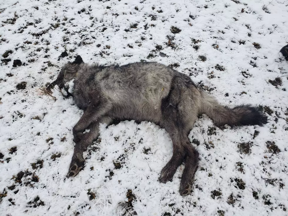 Oregon State Police Investigating Poached Wolf In Catherin Creek Area