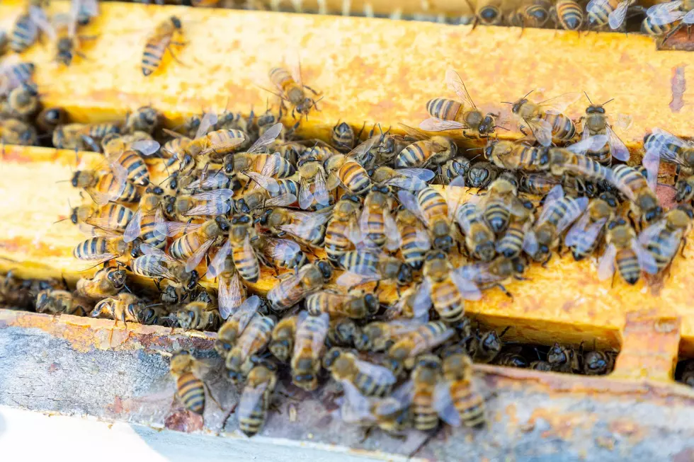 NW Honey Production Down 14% Year Over Year