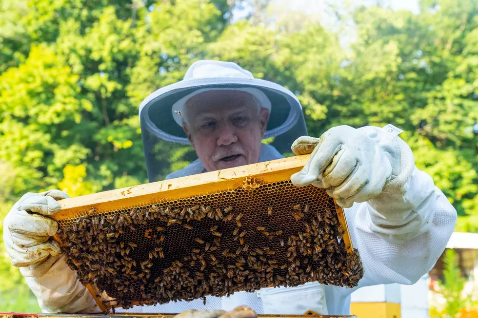Honey Production Drop Reported Nationally