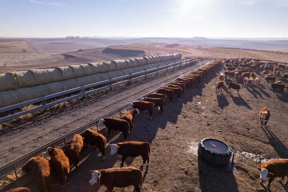 U.S. Cattle Inventory Down 2%