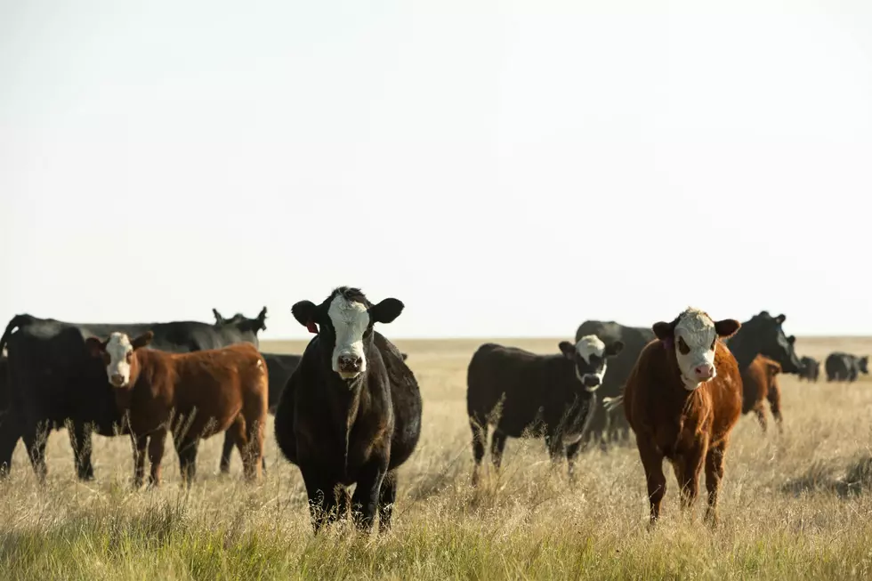 Wyden, Colleagues Unveil Updated Cattle Market Reform Bill