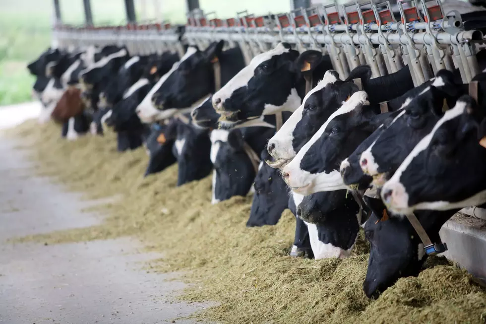 Dairy Industry Holding Tight Right Now