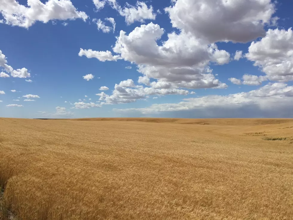 USDA: Winter Wheat Harvest Hits a Lull