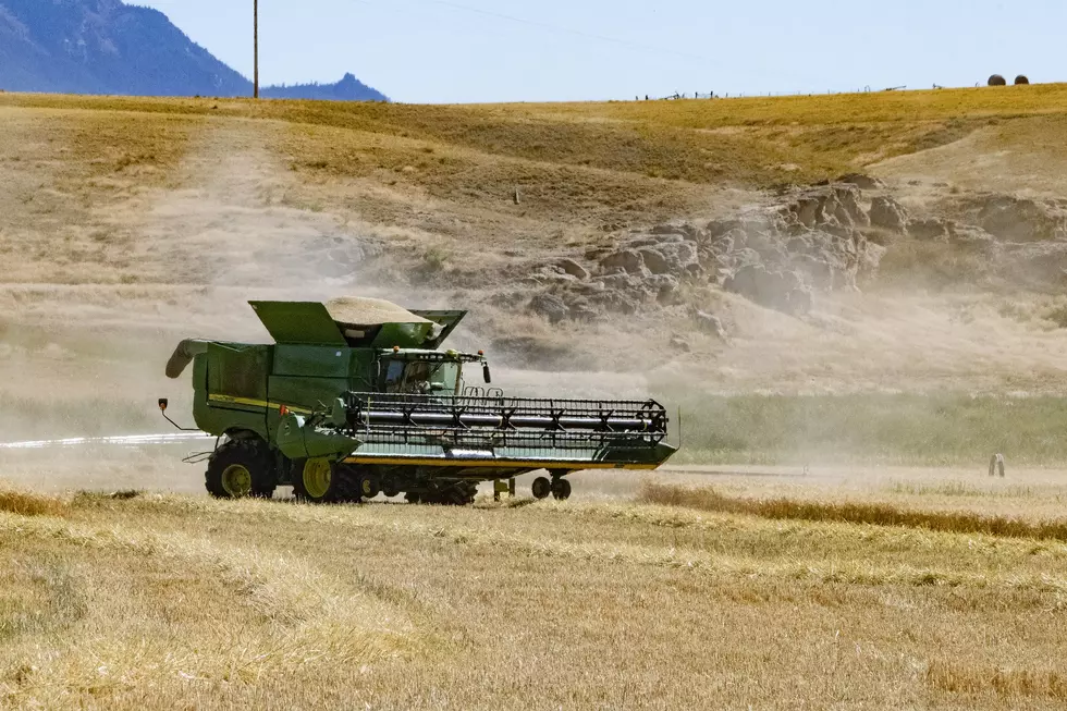 Rippey Harvest Behind Schedule For Both Winter Spring Wheat 