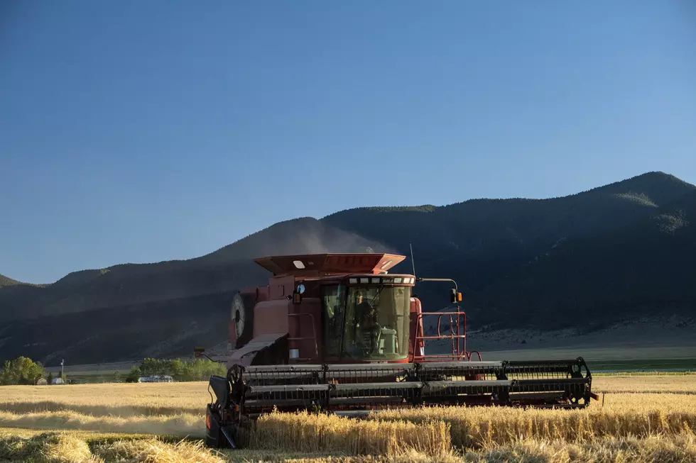 Demand and Prices High for Wheat Futures