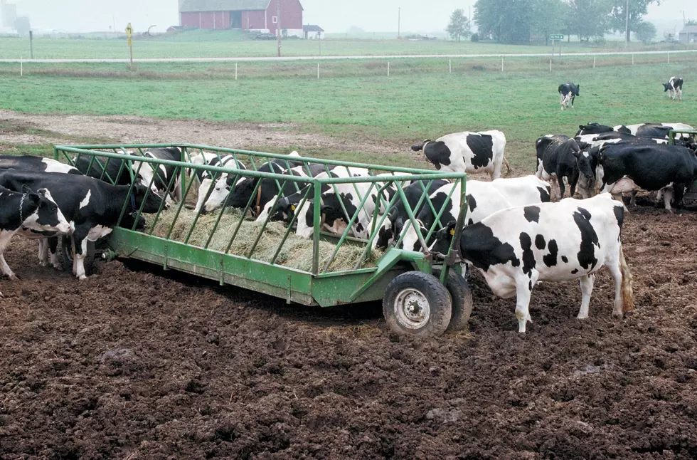 Wood: Washington Dairy Farmers Continue To Face Headwinds