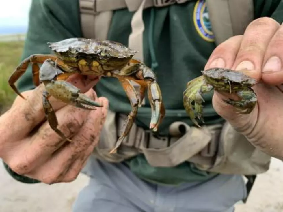 Invasive European Green Crabs Found In Washington Waters