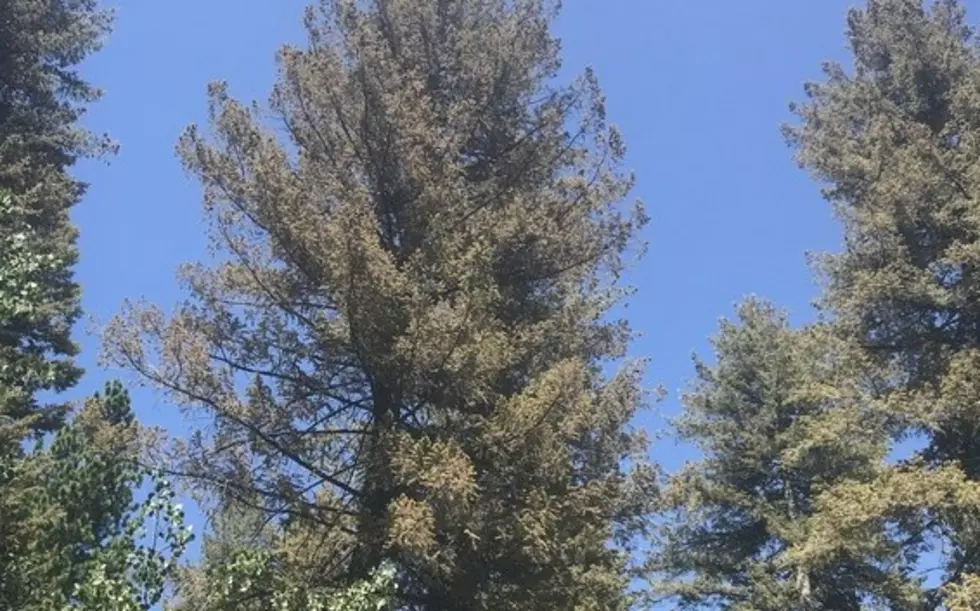 IDL Warning Of Trees With Spruce Spider Mites