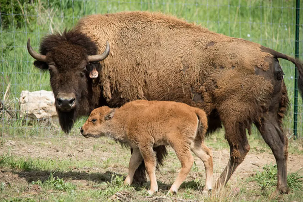 U.S. Bison Trying To Get Into Japan