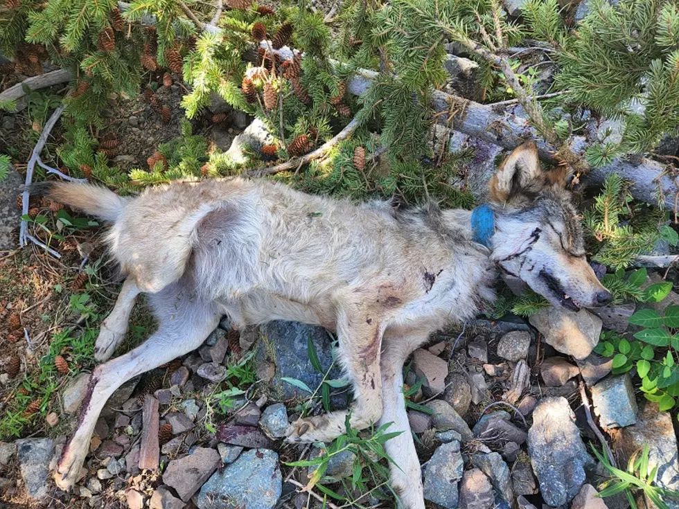 OSP Seeking Information On Wolf Shot And Killed In Baker County