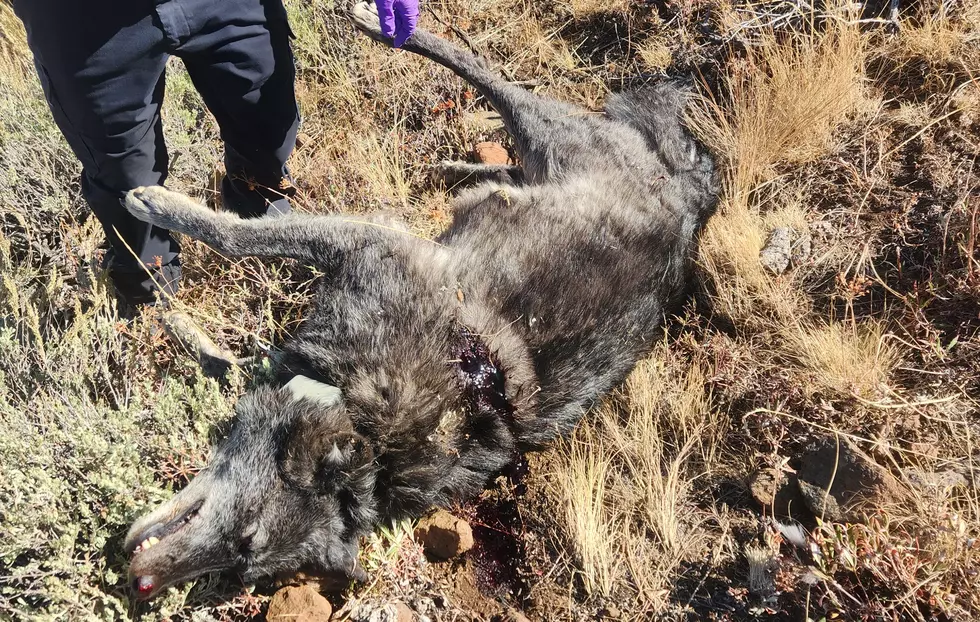 Wolf Shot, Killed In Oregon’s Baker County