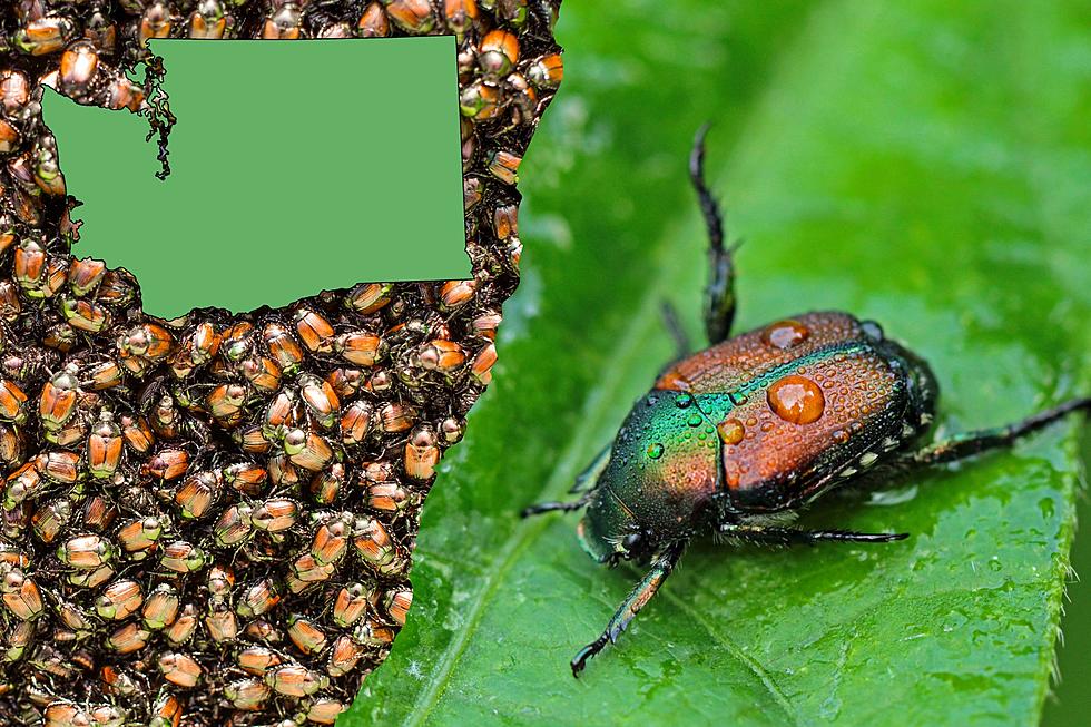 Washington Sees First Substantial Decline in Japanese Beetle Numbers, But Wider Distribution