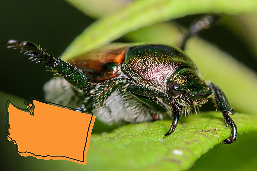 WSDA Seeks Community Support In Japanese Beetle Treatment