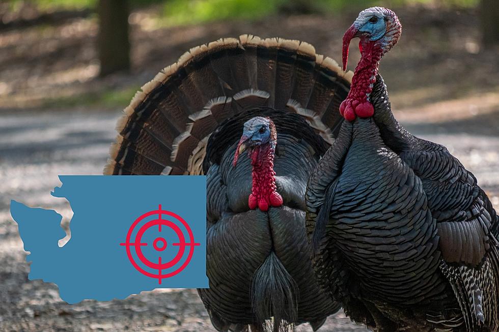 WDFW Encouraging Hunters To Help With "Turkey Troubles"