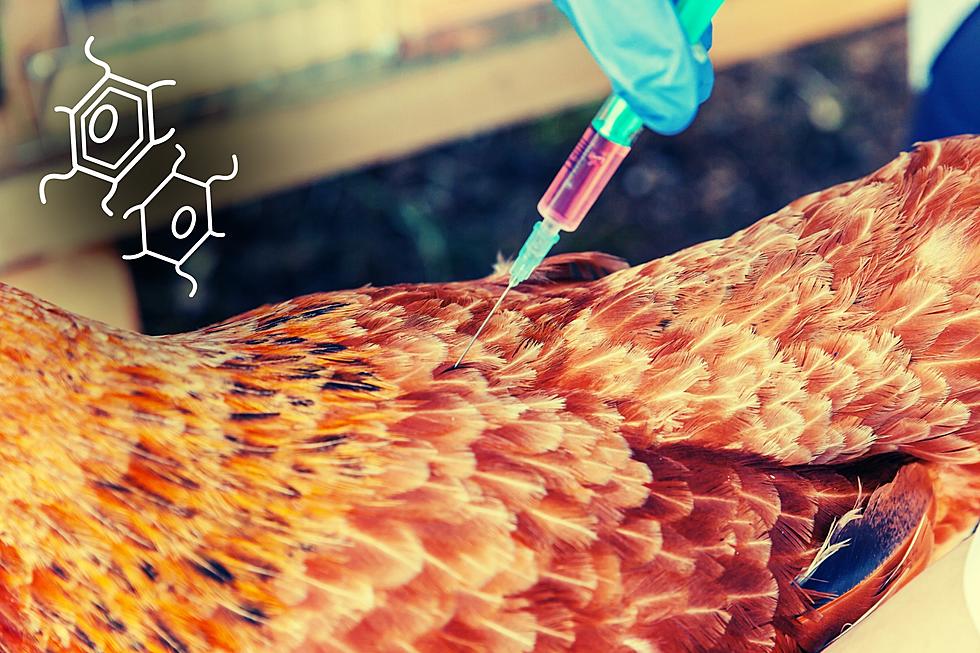 USDA Discusses Bird Flu Vaccines And Potential Trade Restrictions