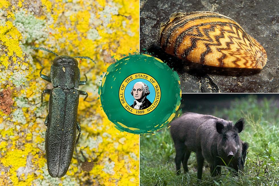 Washington State Invasive Species Week: Exploring Solutions 
