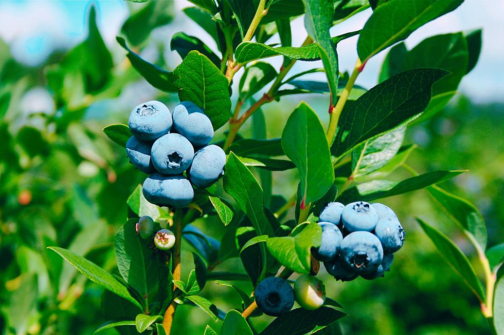 Blueberry Council Advocates For New Farm Bill