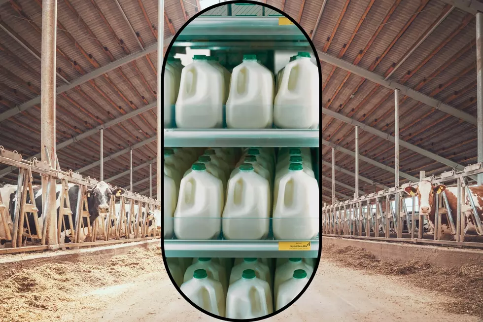 Bird Flu Found In Pasteurized Milk; Livestock Testing Mandated