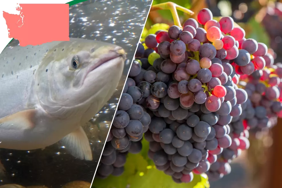 Sustainable WA Partners with Salmon-Safe for Dual Vineyard Certification
