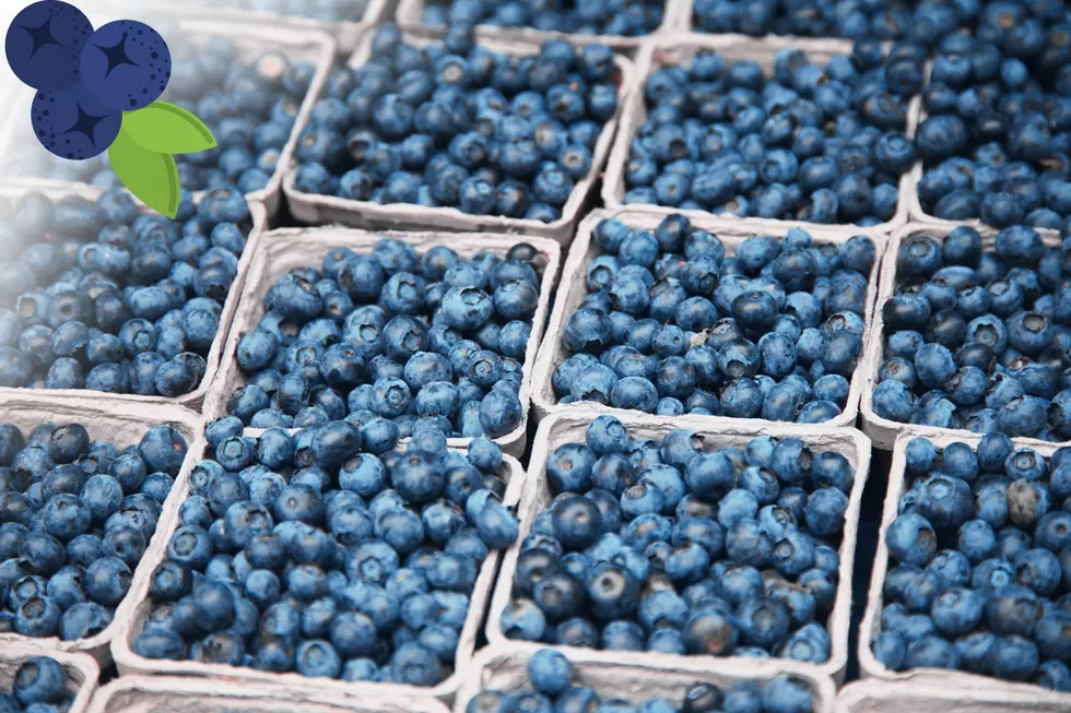 Blueberry Marketing Campaign Announced By U.S. Highbush Blueberry Council