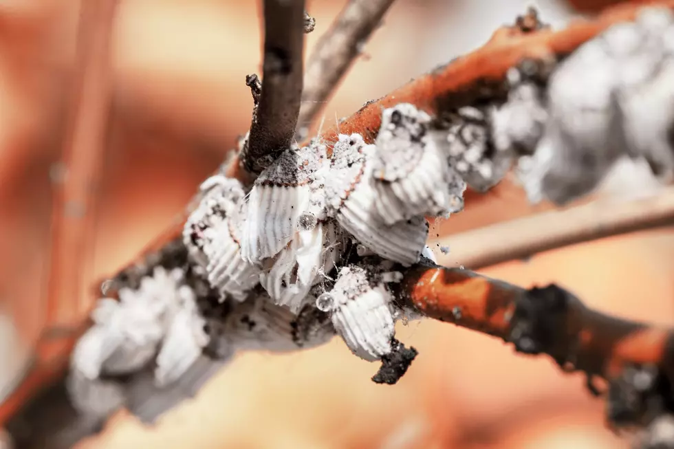 New Advancements In Vineyard Mealybug Prevention and Monitoring