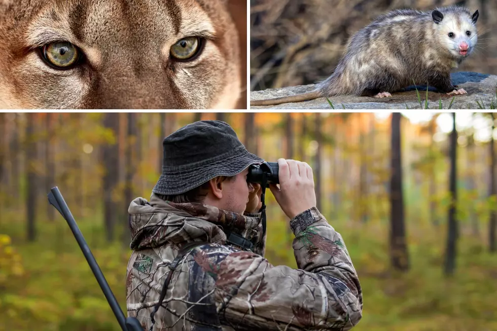 Animals You Can Hunt Year-Round in Oregon