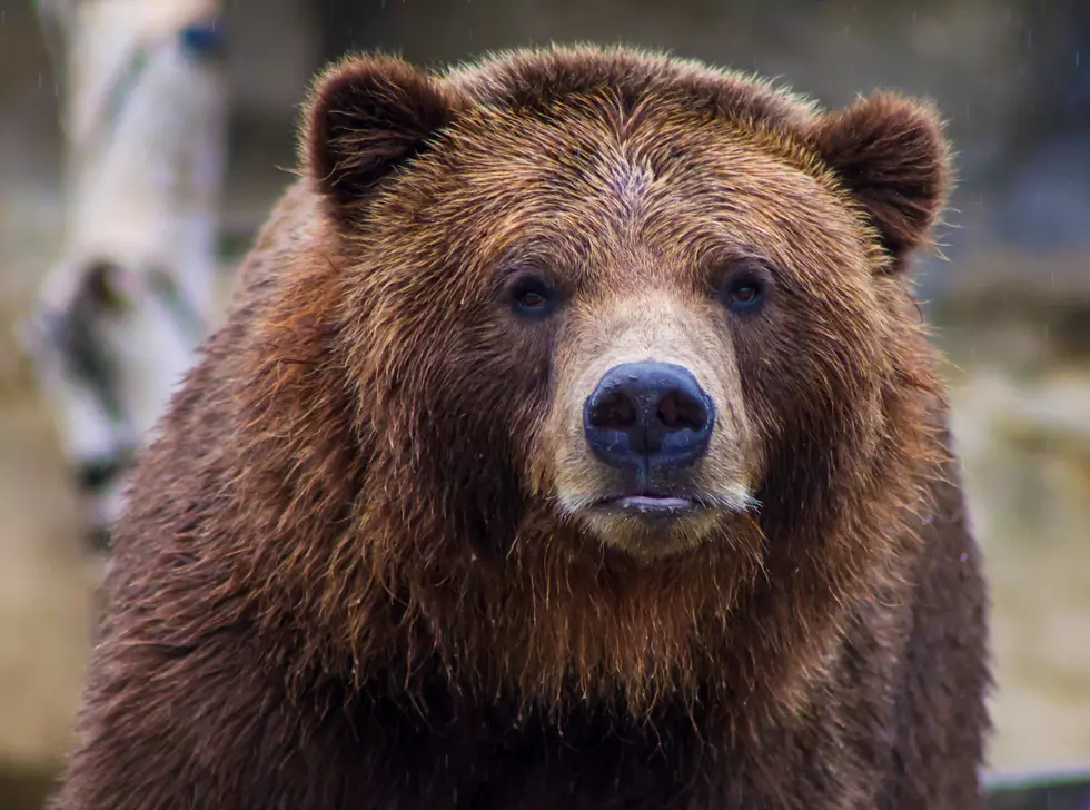 Will Grizzly Bears Be On The Rise the Cascades?