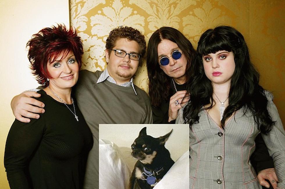 The Osbournes’ Chihuahua Passes Away on Christmas Day